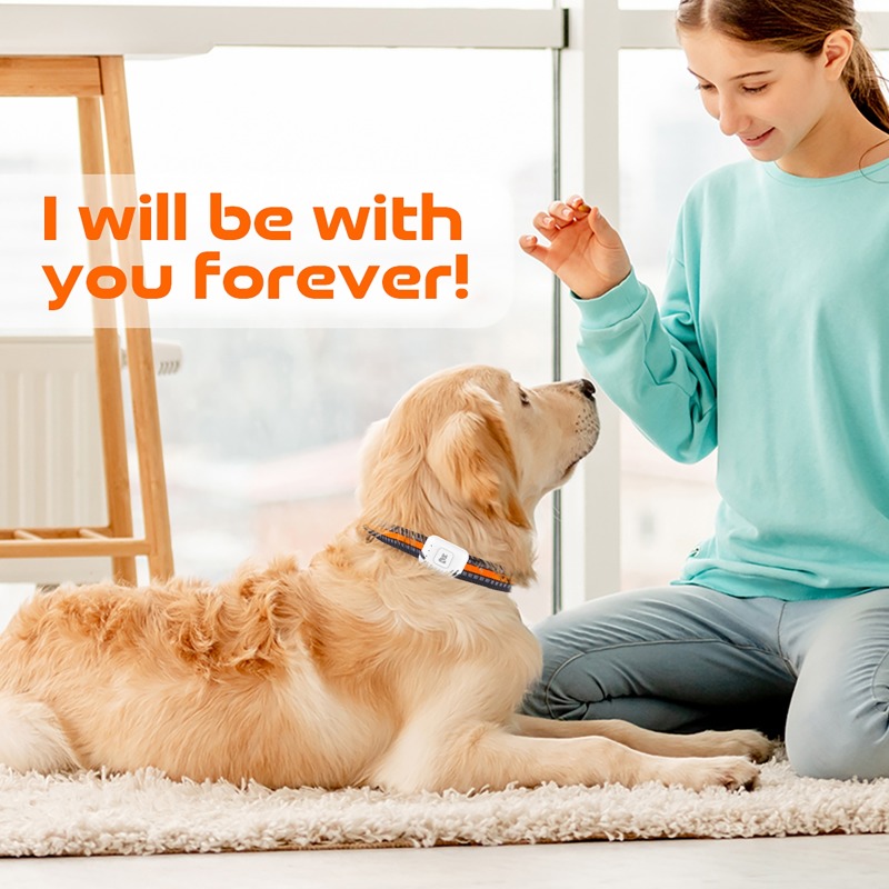 Evcil Hayvan GPS AGPS İzleme C - Pet Supplies Discount incelemesi ve fiyatı