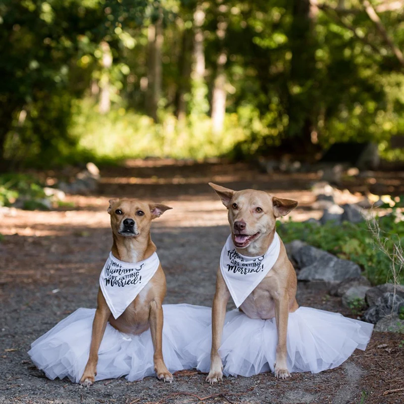 Benim insanlar evleniyoruz köp - Dog Bandana Scarf incelemesi ve fiyatı