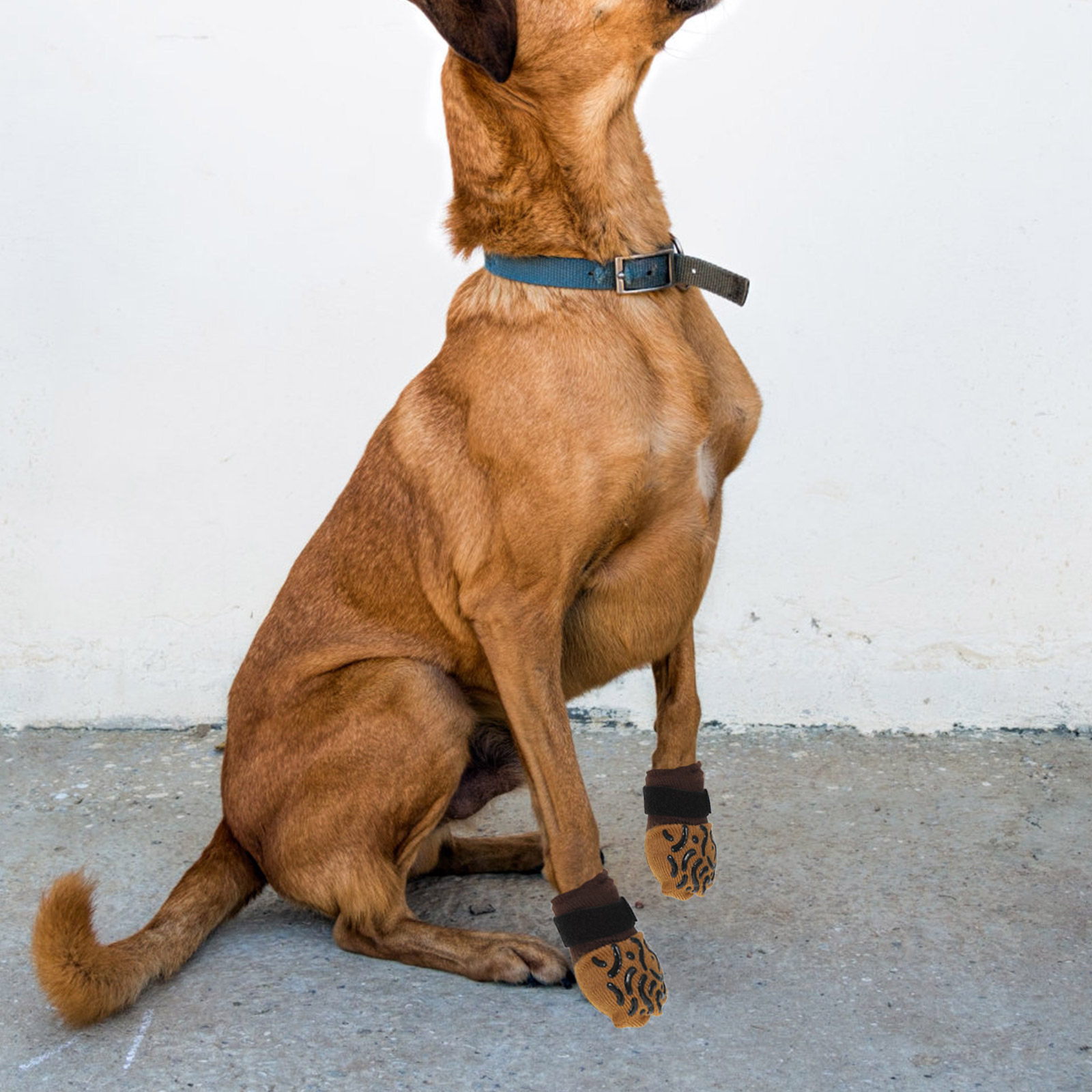 4 adet köpek çorapları kaymaz  - Dog Booties Paw Protector incelemesi ve fiyatı